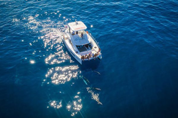 catamaran-de-luxe-pour-des-sorties-d-observation-des-baleines-et-des-dauphins-sous-l-eau