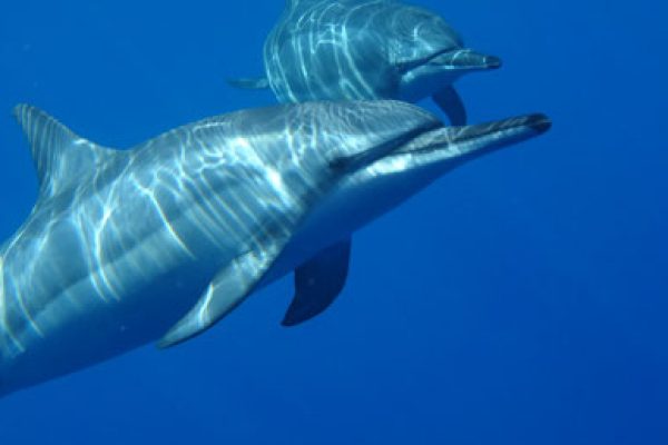 Dauphins
